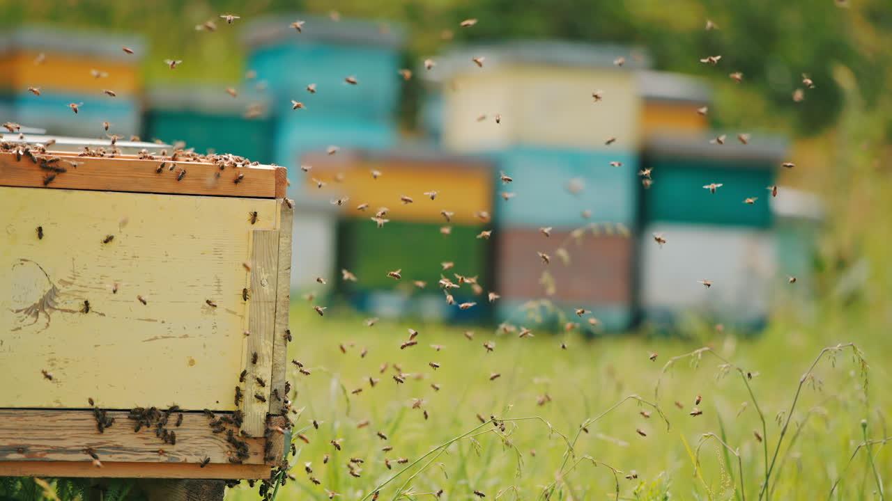 Multiple bee colony disturbed by the apiarist check out. Honey insects coming back to their homes. Apiary in blur at backdrop.