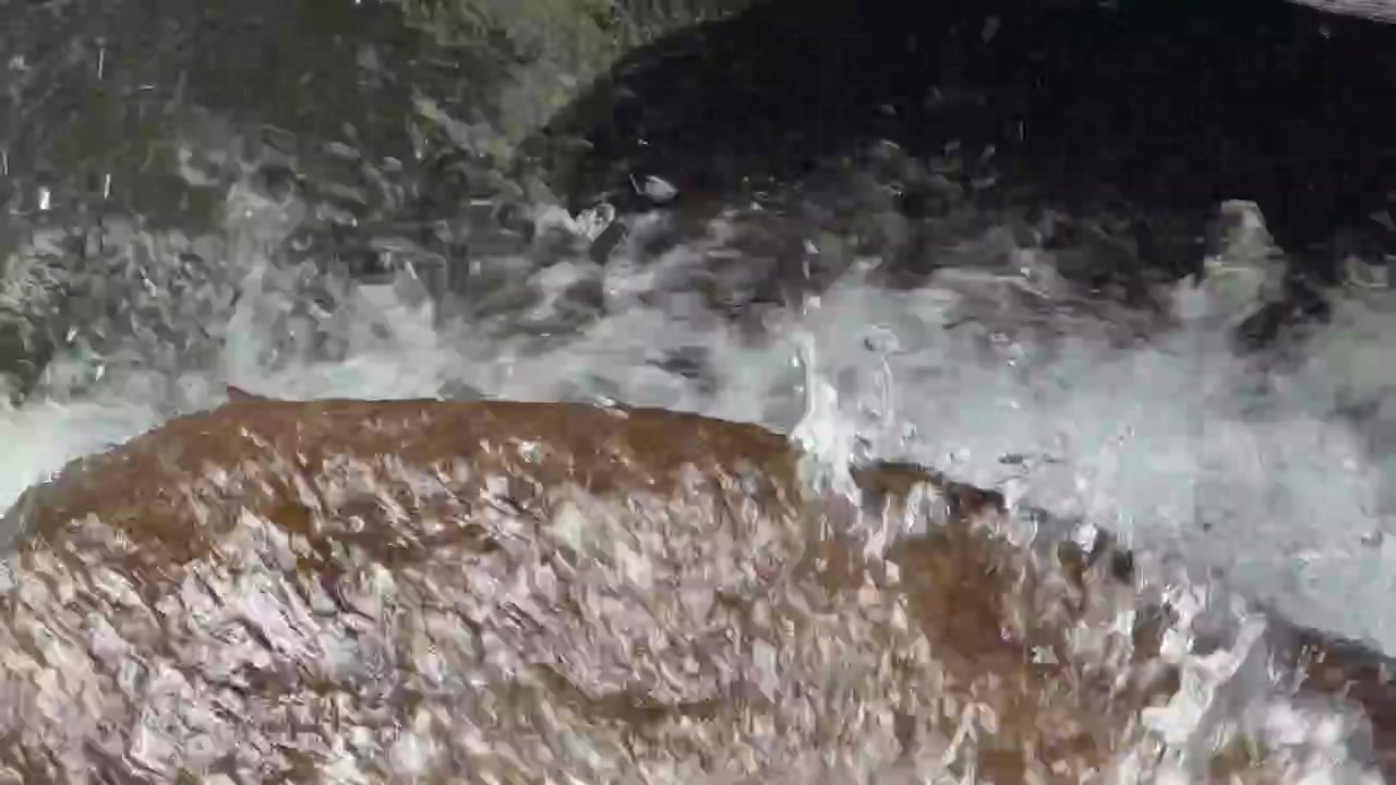 Acqua che scorre su una roccia di fiume liscia