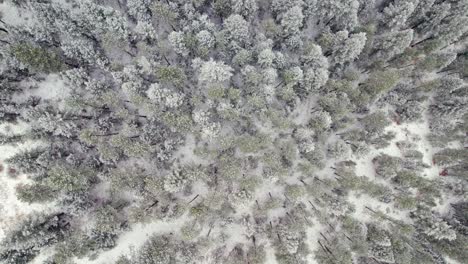 눈 덮힌 winterscape 소나무 나무 꼭대기 풍경