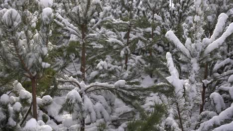 Snow-covered-tree-branch-at-sunset