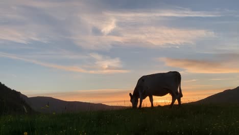 Kuhsilhouette,-Die-Bei-Sonnenuntergang-Auf-Dem-Feld-Weidet,-Hochland,-Schottland