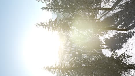 vuelo sobre el bosque de invierno