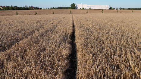 Flying-Above-Grain-Crops-on-Countryside-Agricultural-Farming-Field,-Drone-Shot