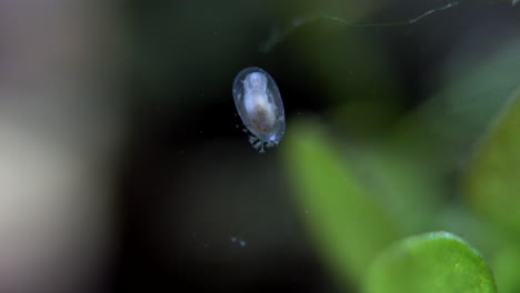 Eine-Winzige-Wasserschnecke-Sucht-Mit-Daran-Befestigten-Stentor-Protisten-Nach-Nahrung