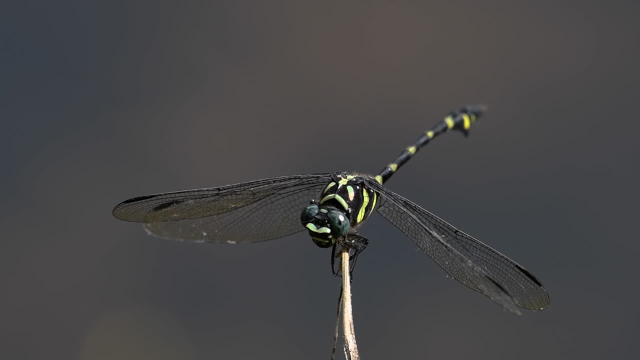 일반적인 flangetail 잠자리는 태국과 아시아에서 흔히 볼 수 있습니다.