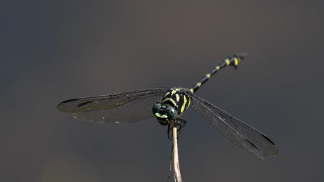 the common flangetail dragonfly is commonly seen in thailand and asia