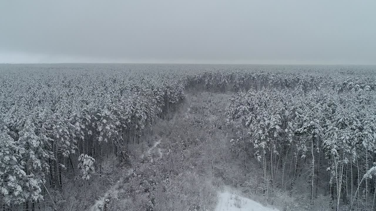Vista aerea. Volo sopra una foresta ghiacciata. Giornata nebbiosa. 50fps, 4K
