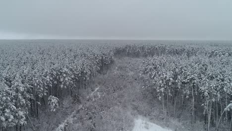 aerial view. flying above frozen forest. misty day. 50fps, 4k.