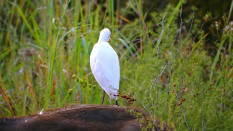 static-shot-of-an-egret-standing-peacefully-on-a-buffalo's-back-looking-around