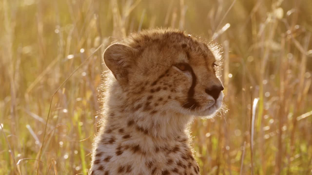 vida silvestre africana, cachorro de guepardo joven retrato en primer plano, animales bebés lindos en áfrica en la hermosa luz dorada del sol en la larga hierba de la sabana en masai mara, kenia en la luz naranja del atardecer