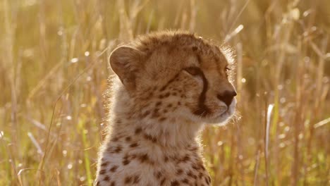 vida silvestre africana, cachorro de guepardo joven retrato en primer plano, animales bebés lindos en áfrica en la hermosa luz dorada del sol en la larga hierba de la sabana en masai mara, kenia en la luz naranja del atardecer