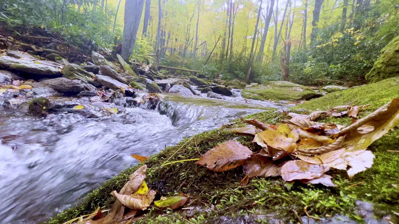 fall leaves along goshen creek near boone and blowing rock nc, north carolina