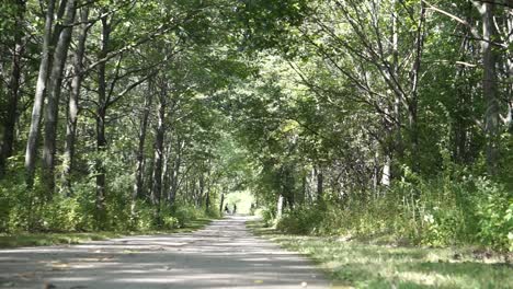 Forest-preserve-tree-tunnel-still-shot