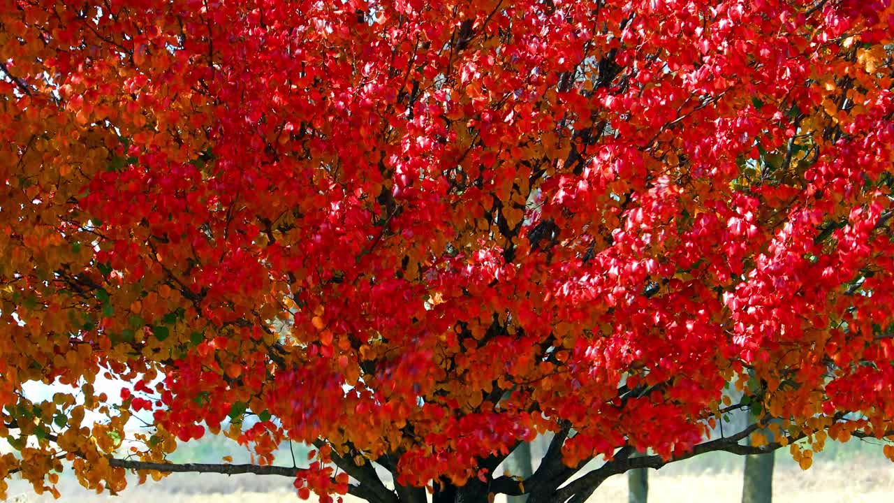 단풍은 가을이 오기 직전에 찾아오고, 여름의 잎사귀는 가을의 빨강, 노랑, 주황, 갈색으로 변합니다.