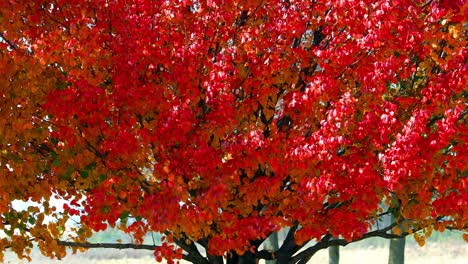 Los-Colores-Del-Otoño-Aparecen-Justo-Antes-Del-Otoño,-Las-Hojas-Del-Verano-Se-Vuelven-Rojas,-Amarillas,-Naranjas-Y-Marrones-Del-Otoño