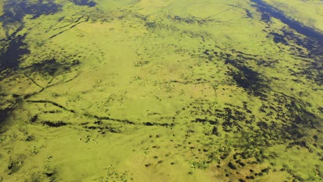 aerial view of wetland with algal bloom and birds