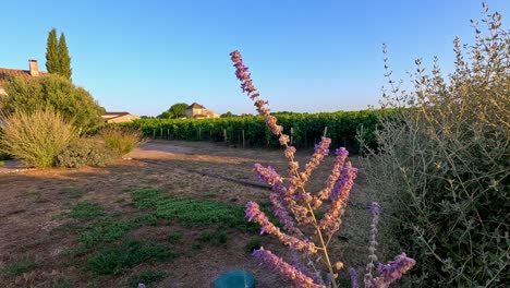 scenic vineyard with lavender in castillon-la-bataille