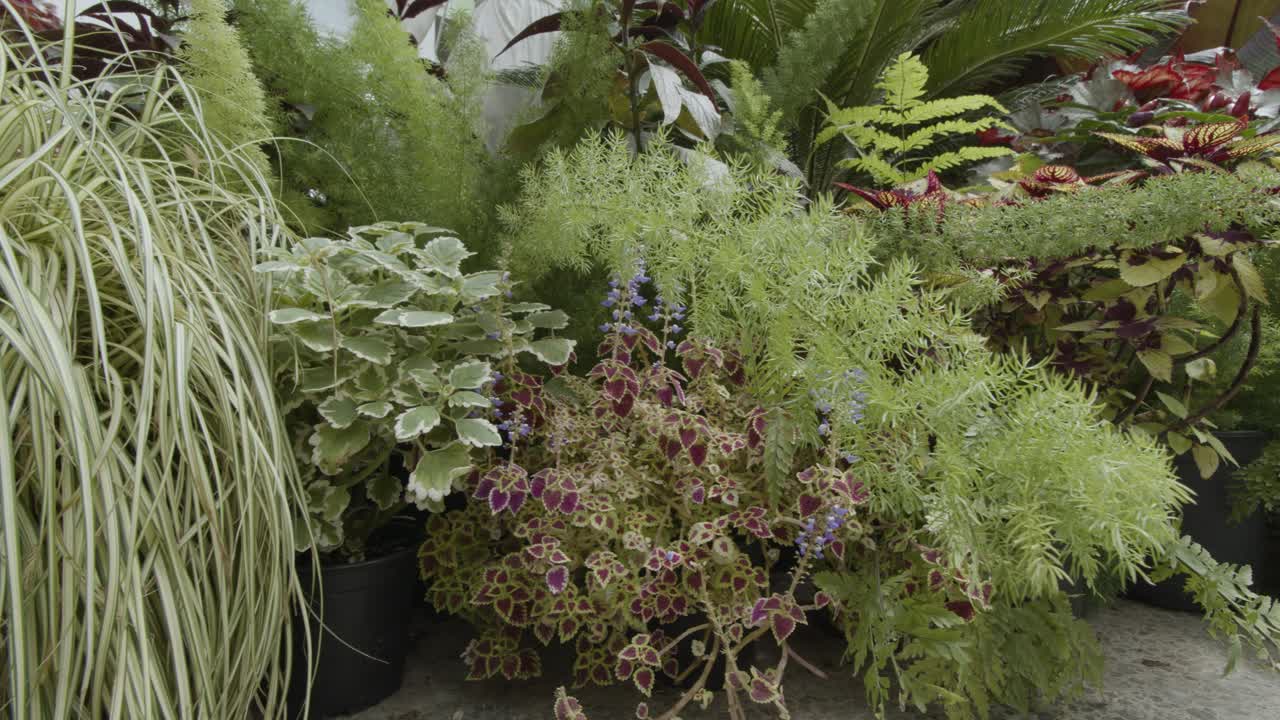 Side movement past a selection of potted plants sitting on floor.