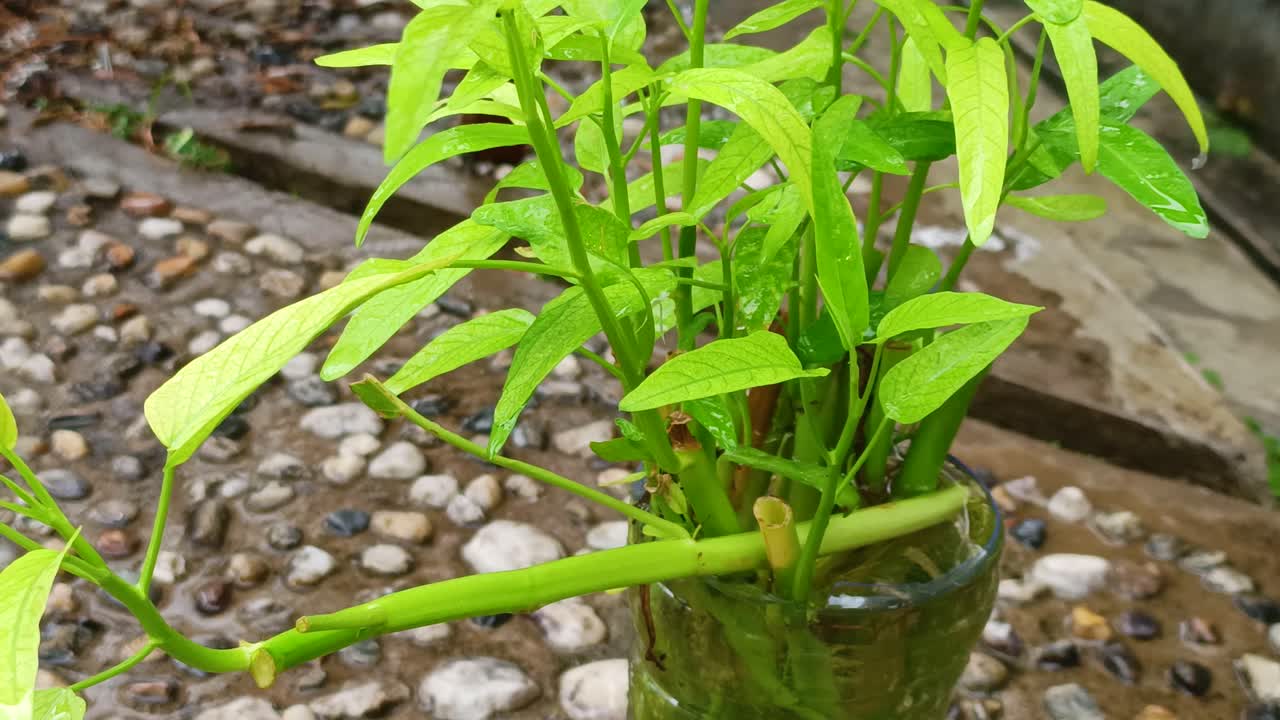 plantas verdes y gotas de lluvia, naturaleza