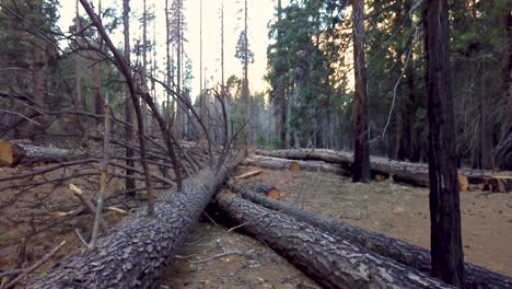 Low aerial flying over cut and fallen tree trunk after wildfire