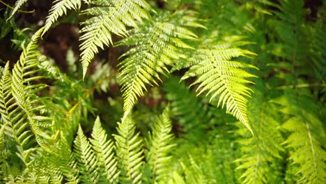el frondoso follaje de helechos verdes en el bosque tropical