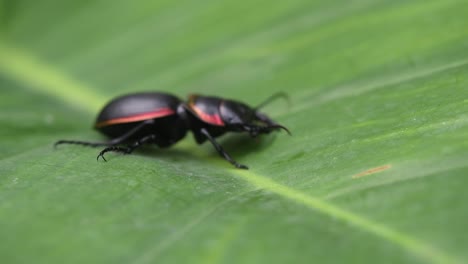 beetle, large ground beetle, mouhotia batesi