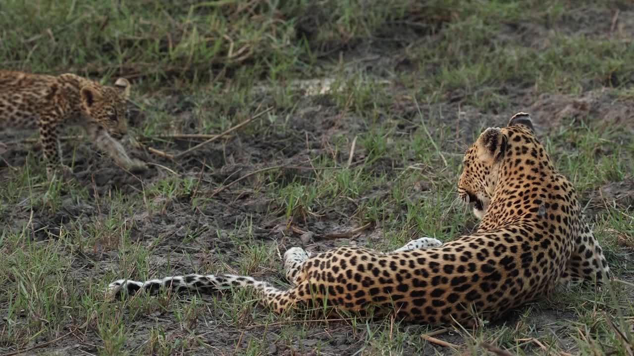 lindo plano general de un pequeño cachorro de leopardo saludando a su madre, khwai botswana