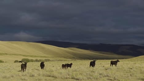 a beautiful early morning shot of cattle in a wide open montana pasture 2