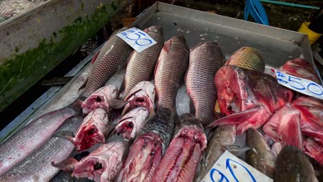 assorted fish for sale on ice at market