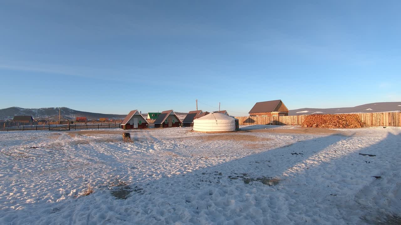 몽골 khatgal의 시골 마을에서 유목민 게르 밖에서 짖는 개