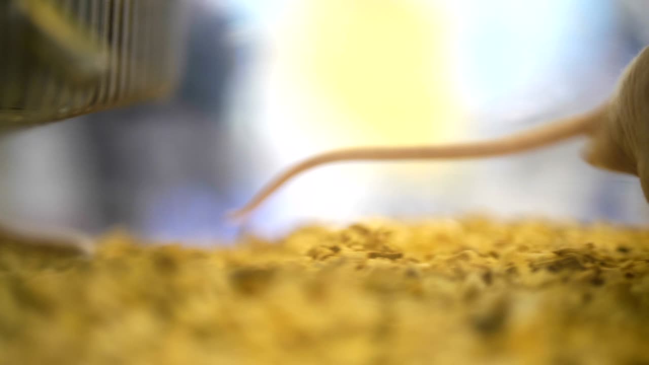 고양이 은 수족관에 있는 고양이의 큰 집단, 의학적 실험에서 실험실에서 고양이, 실험실 는 조직 플을 보고 실험실에서 일합니다.