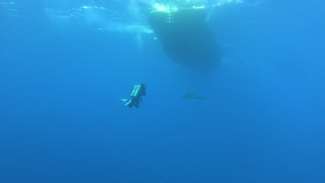 scuba diver encounters shark underwater