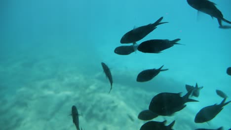 underwater view of schooling fish swimming in the sea