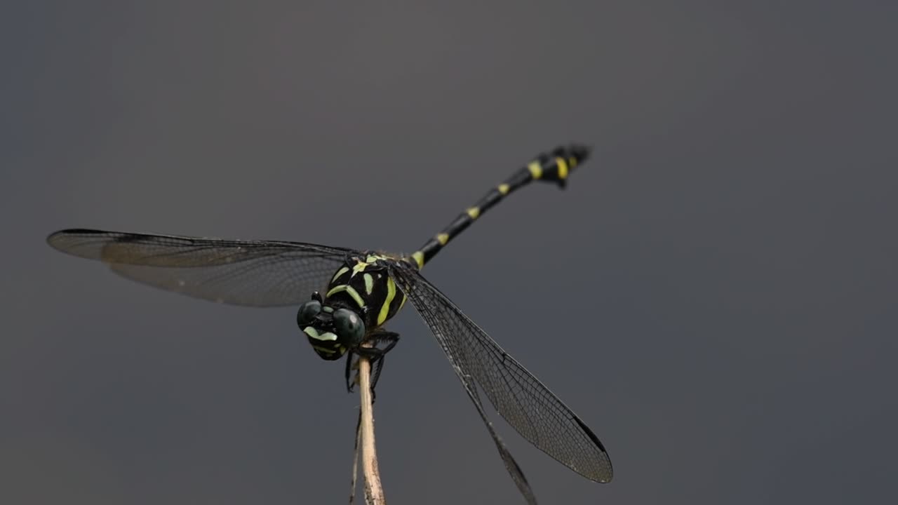 la libélula de cola de brida común se ve comúnmente en tailandia y asia