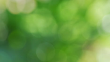 fondo abstracto de hoja verde borroso bokeh