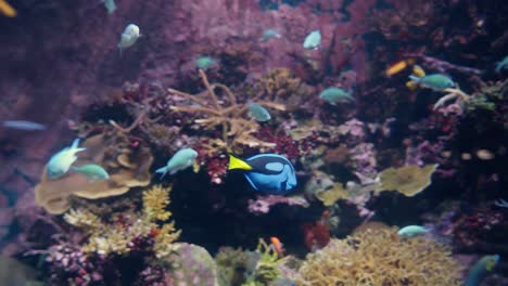 wide shot, a royal blue tang fish darts back and forward over coral and other tropical fish