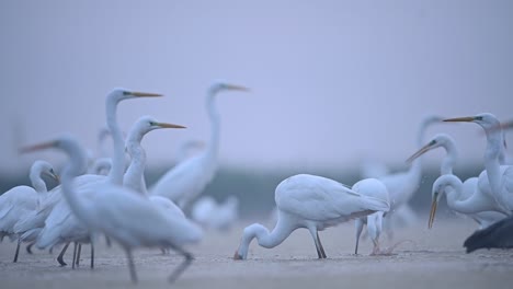 flock of birds fishing  in misty morning