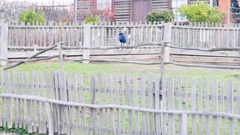 a bird hops along a wooden fence