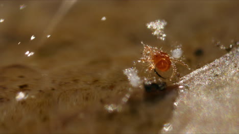 Primer-Plano-De-Un-ácaro-Junto-Al-Agua-Con-Luz-Solar-Brillante-Que-Se-Defracta,-Macro-De-Primer-Plano-Extremo-En-La-Naturaleza