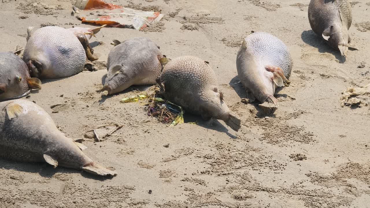 Una scena desolante che mostra diversi pesci palla morti spiaggiati tra rifiuti di plastica e detriti su una spiaggia sabbiosa, con mosche che ronzano intorno, evidenziando problemi ambientali e l'inquinamento oceanico