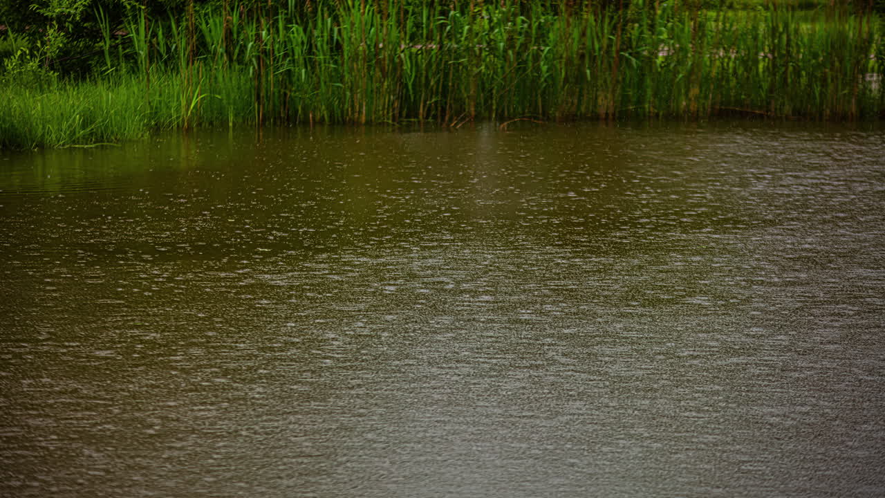 Plan en timelapse de gouttes d'eau de pluie tombant sur un étang entouré de hautes herbes vertes en pleine campagne