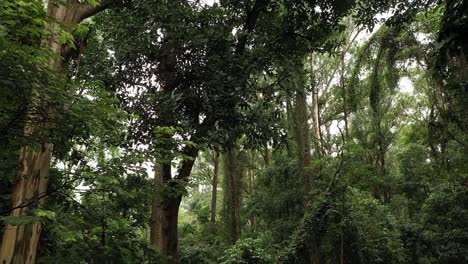 hermoso bosque verde de la selva de portugal -marcha atrás