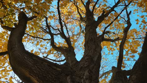 Panning-back-from-a-large-autumnal-tree