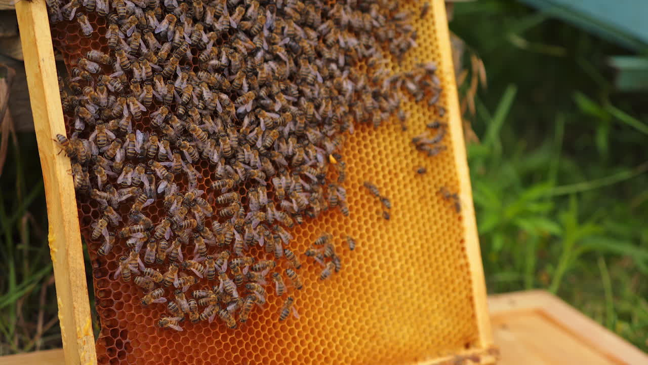 Working bees on honeycomb. Frames of a bee hive. Apiculture