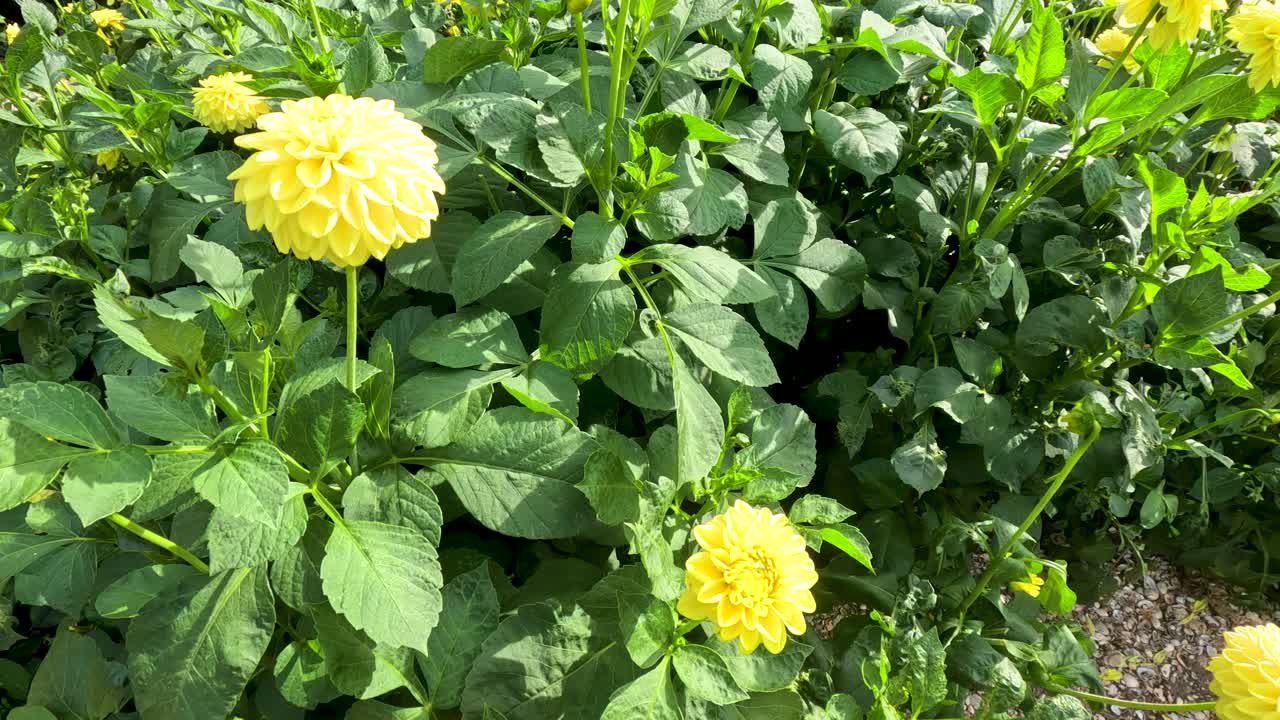 Yellow pompon dahlias sway gently in a lush green garden, captured in bright natural daylight with a slow, steady camera pan across the flower bed