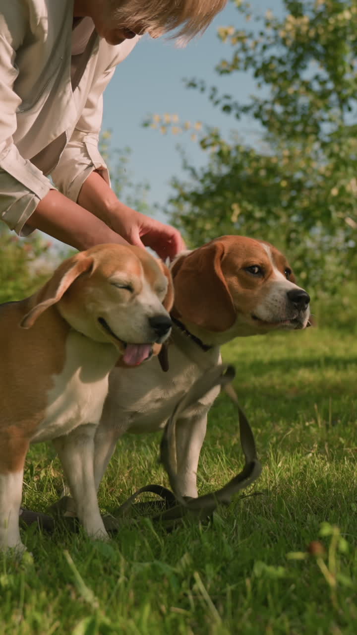 amante de mascotas sosteniendo a sus perros cerca de sus correas mientras tratan de moverse hacia adelante, el fondo presenta vegetación exuberante y árboles bajo la cálida luz del sol