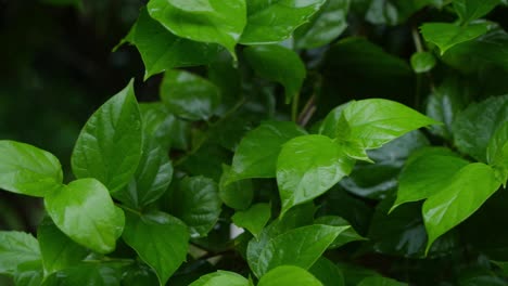 in the rainy season, eastern india receives heavy rainfall during the rainy season