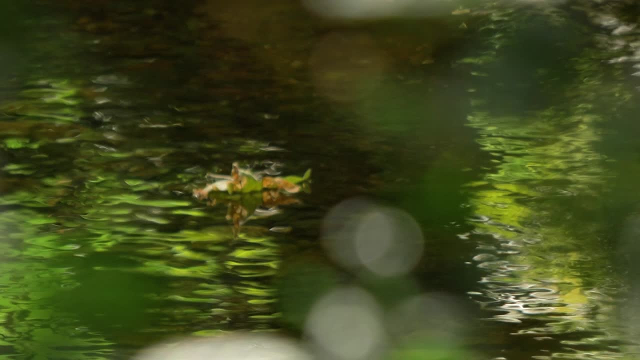 Light patterns reflecting on a pond's water surface, with a floating leaf gently drifting in the stream. Perfect for nature, tranquil scenes, or serene background visuals.