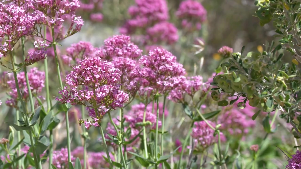 Nærbilde av blomstrende rosa vendelrotblomster som svaier forsiktig i sterkt naturlig sommersollys