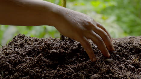 Raw-turmeric-cultivation-and-a-man-harvesting-turmeric-from-soil